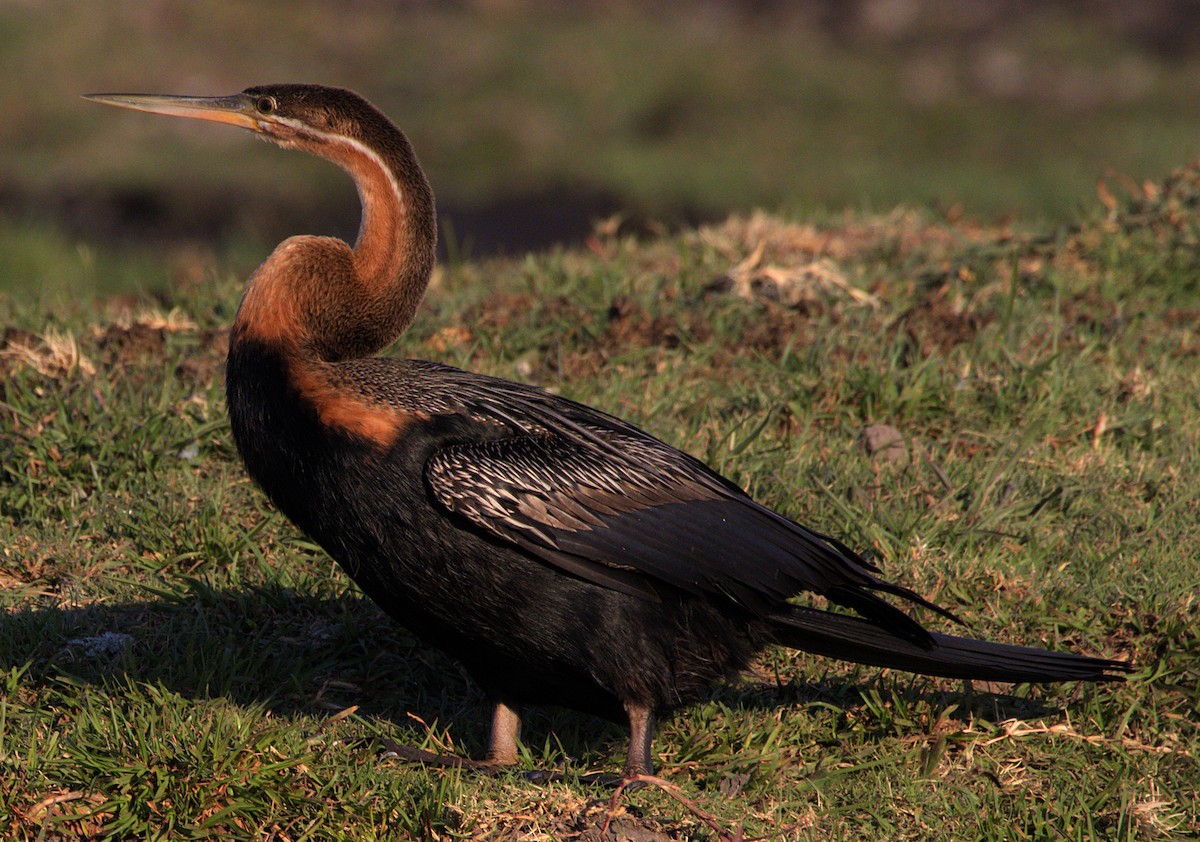 African Darter - ML626264378