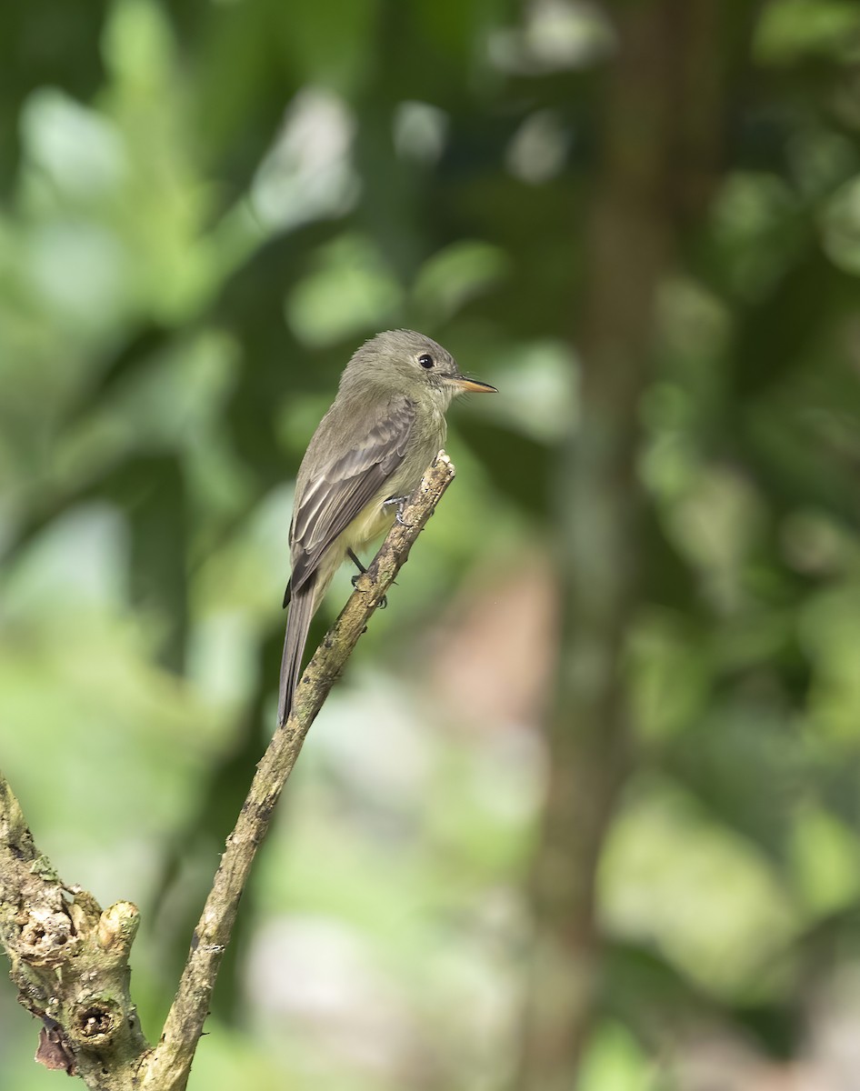 Hispaniolan Pewee - ML626264387