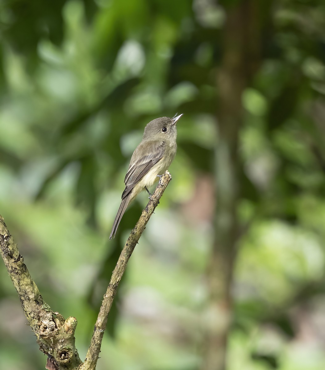 Hispaniolan Pewee - ML626264397