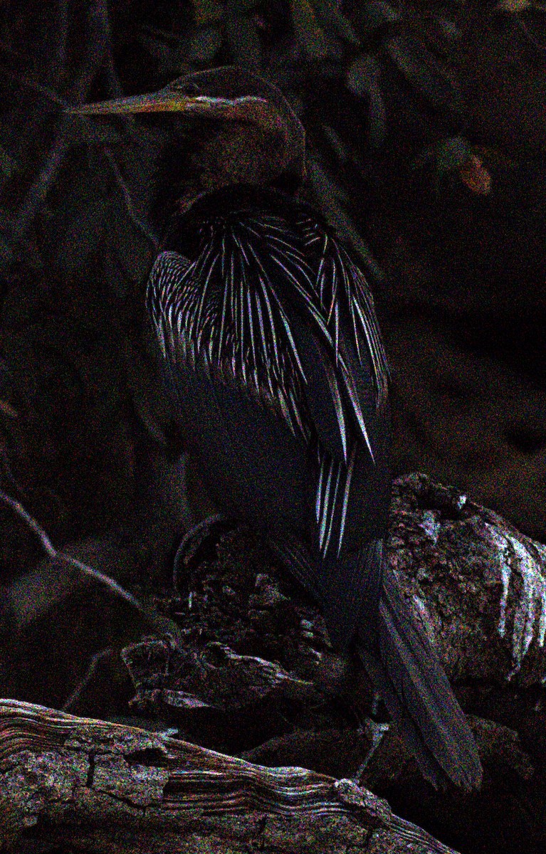 African Darter - ML626264408