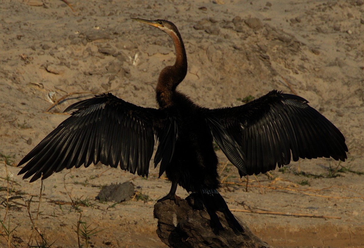 African Darter - ML626264409