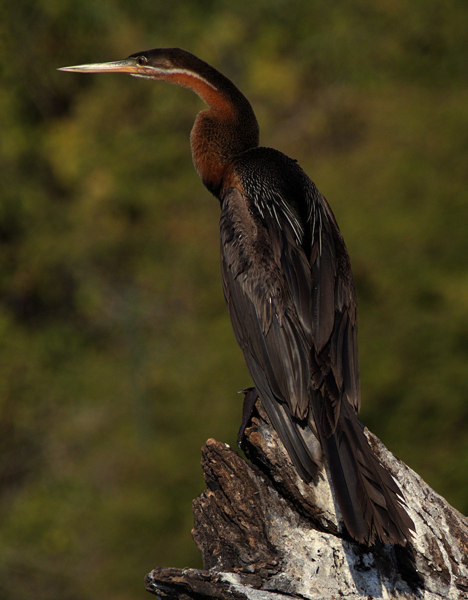 African Darter - ML626264502