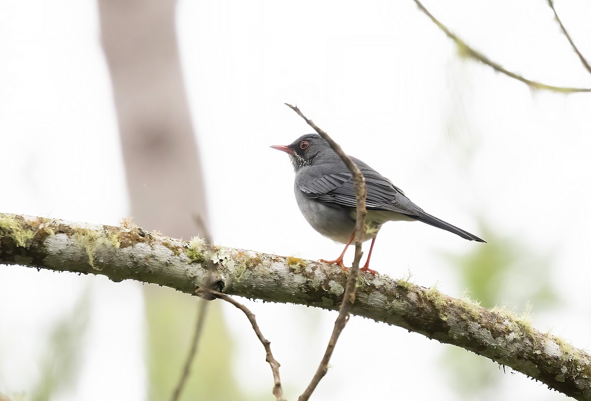 Red-legged Thrush - ML626264568