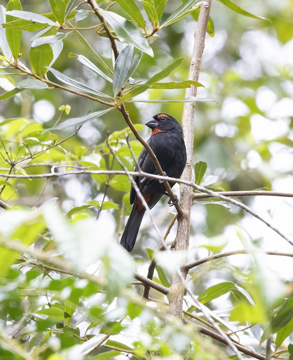 Greater Antillean Bullfinch - ML626264618