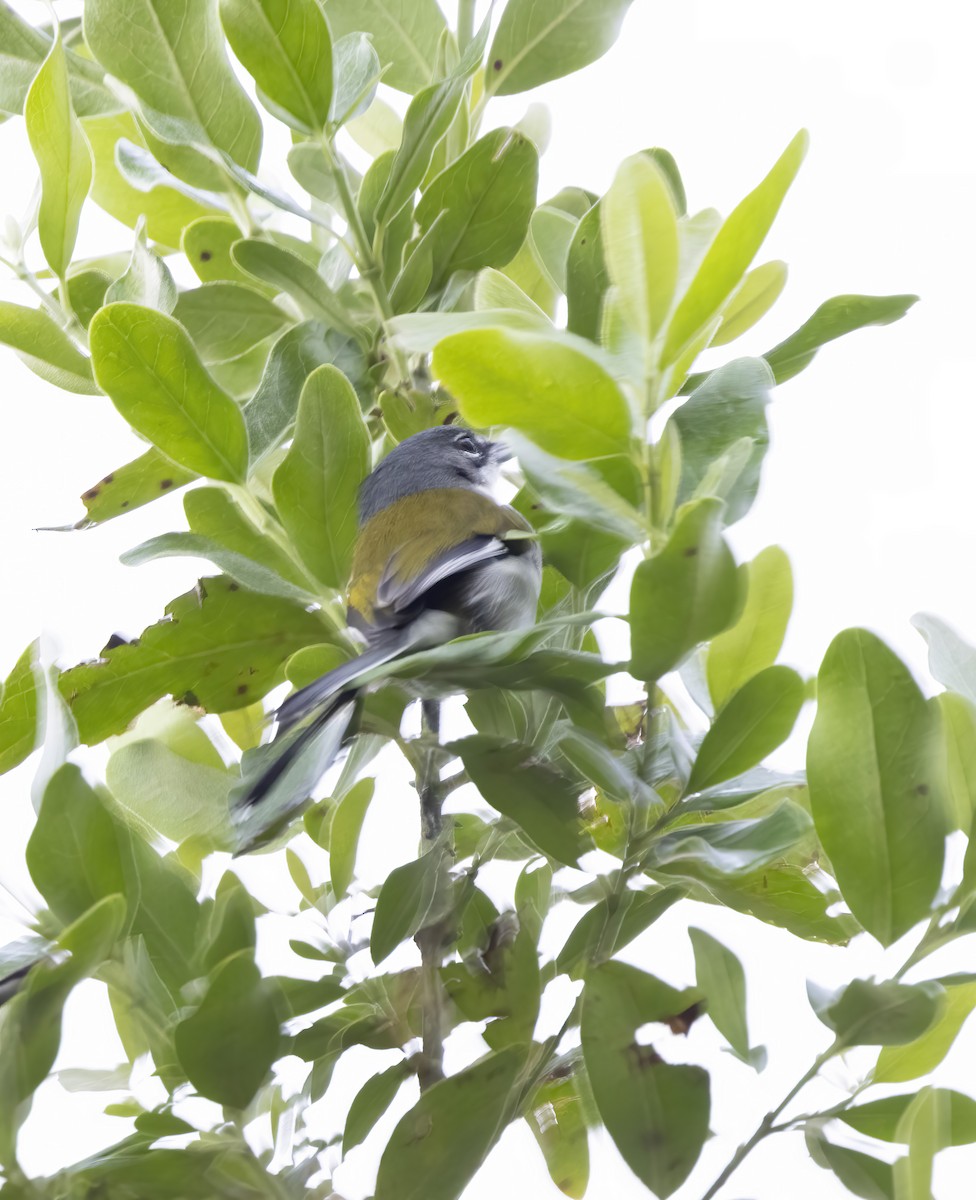 White-winged Warbler - ML626264654