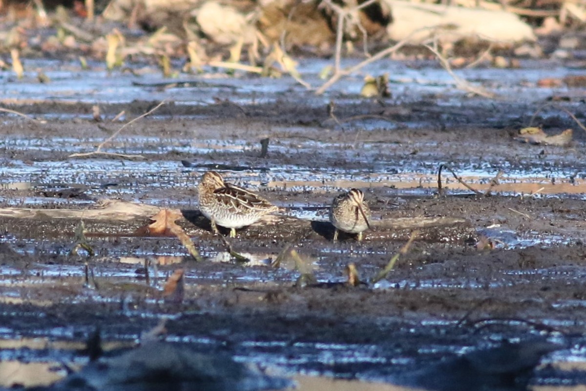 Wilson's Snipe - ML626264662