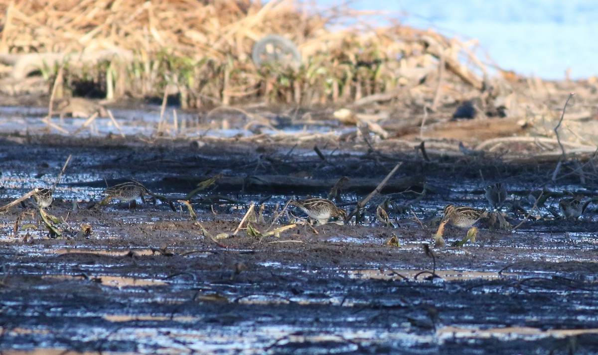 Wilson's Snipe - ML626264663