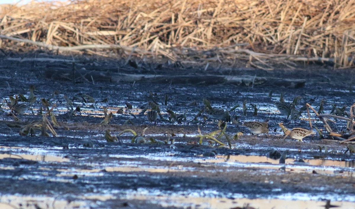 Wilson's Snipe - ML626264666