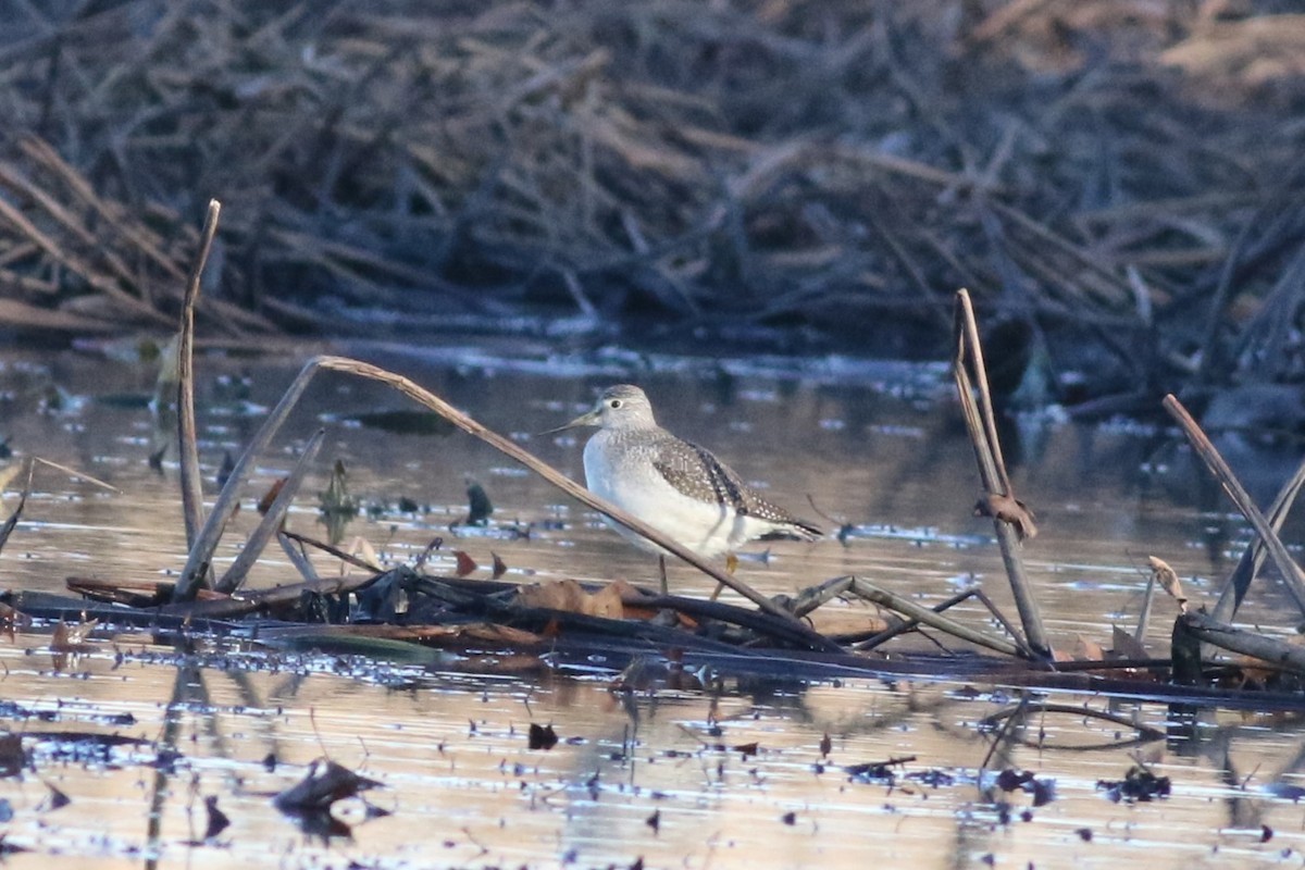 Greater Yellowlegs - ML626264676