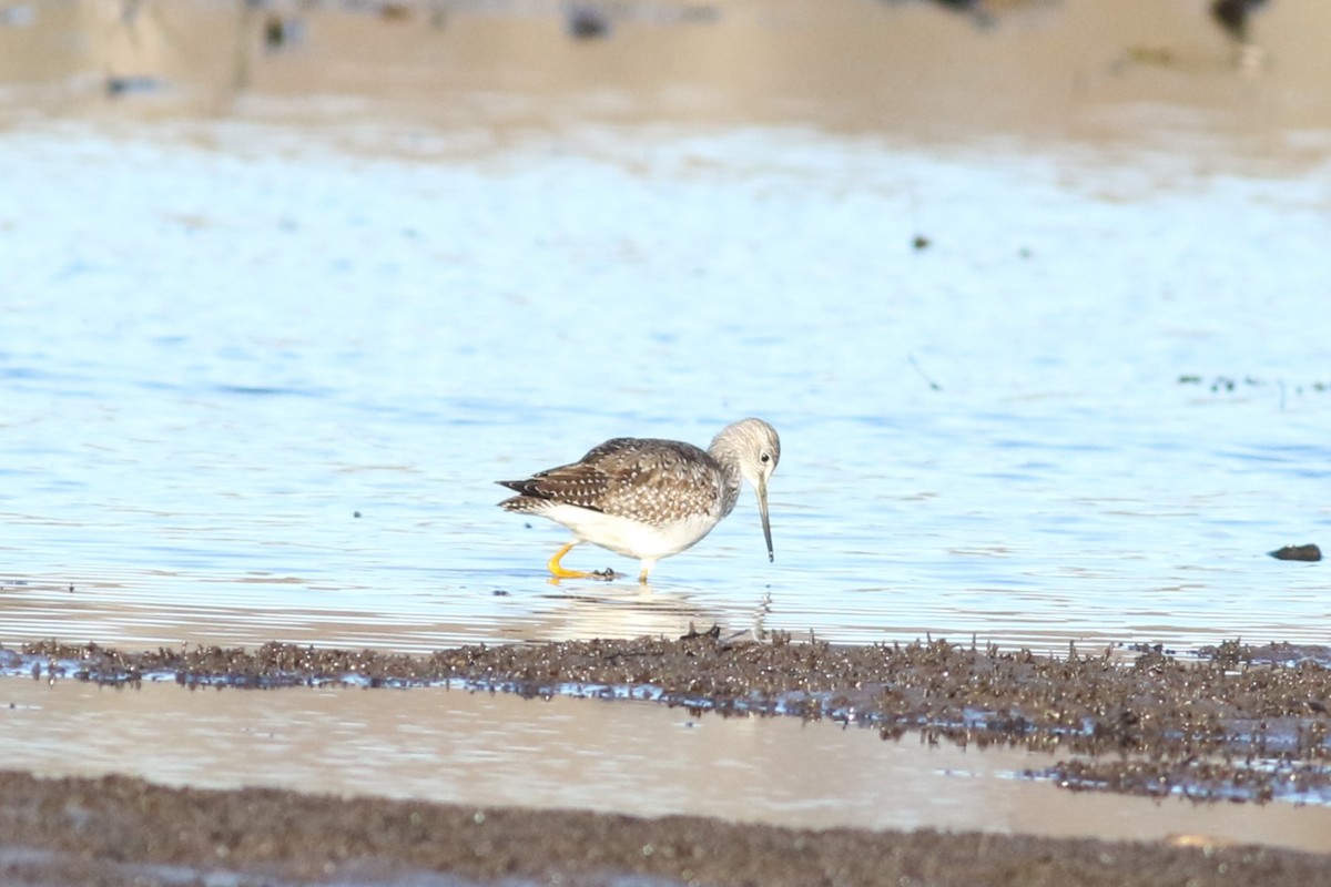 Greater Yellowlegs - ML626264677