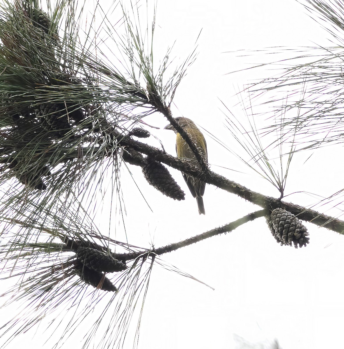 Hispaniolan Crossbill - ML626264679