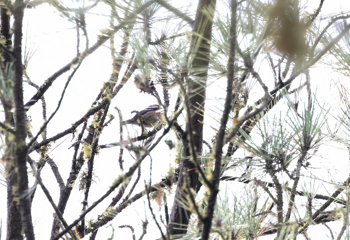 Hispaniolan Crossbill - ML626264680