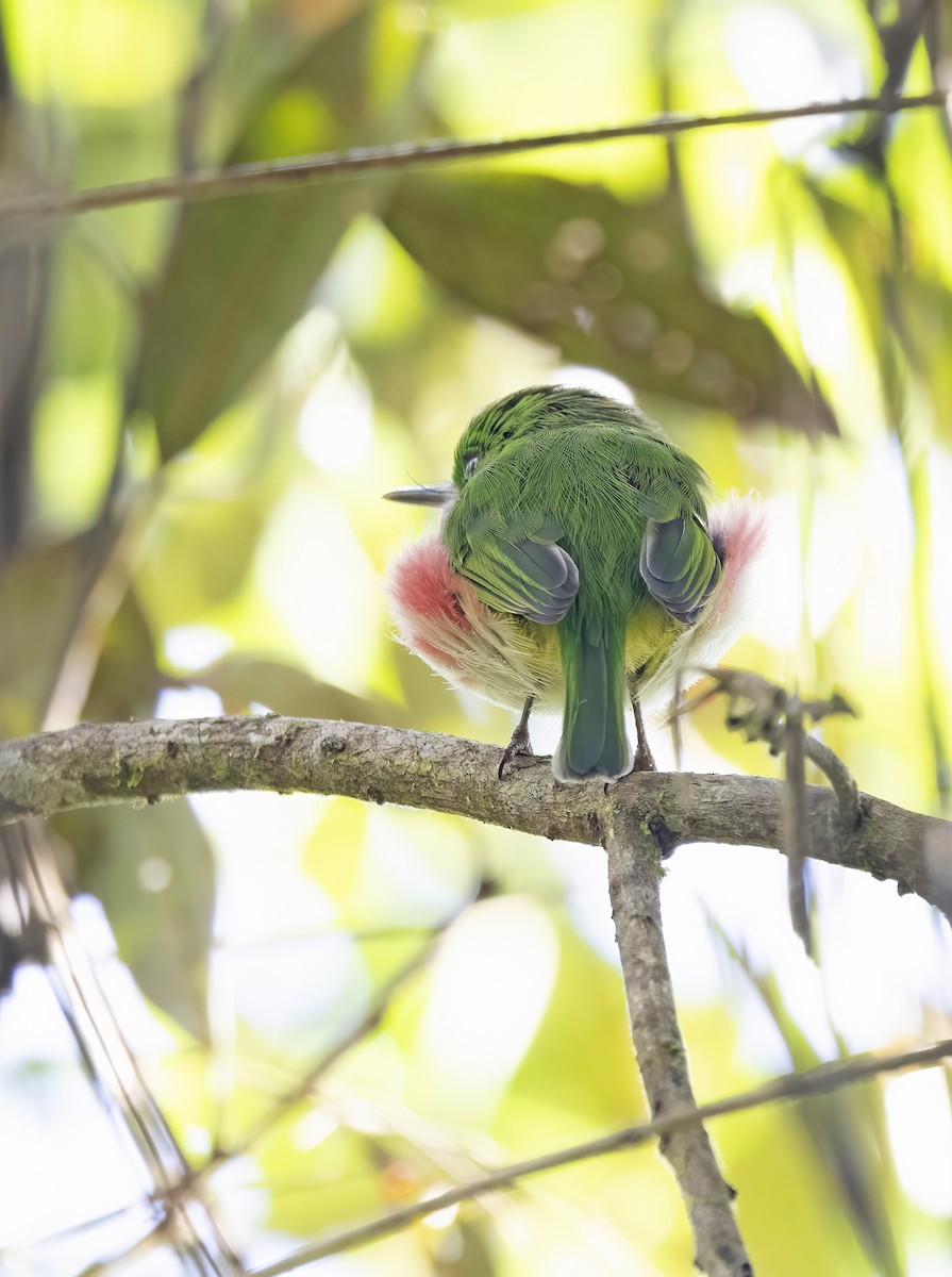 Narrow-billed Tody - ML626264712