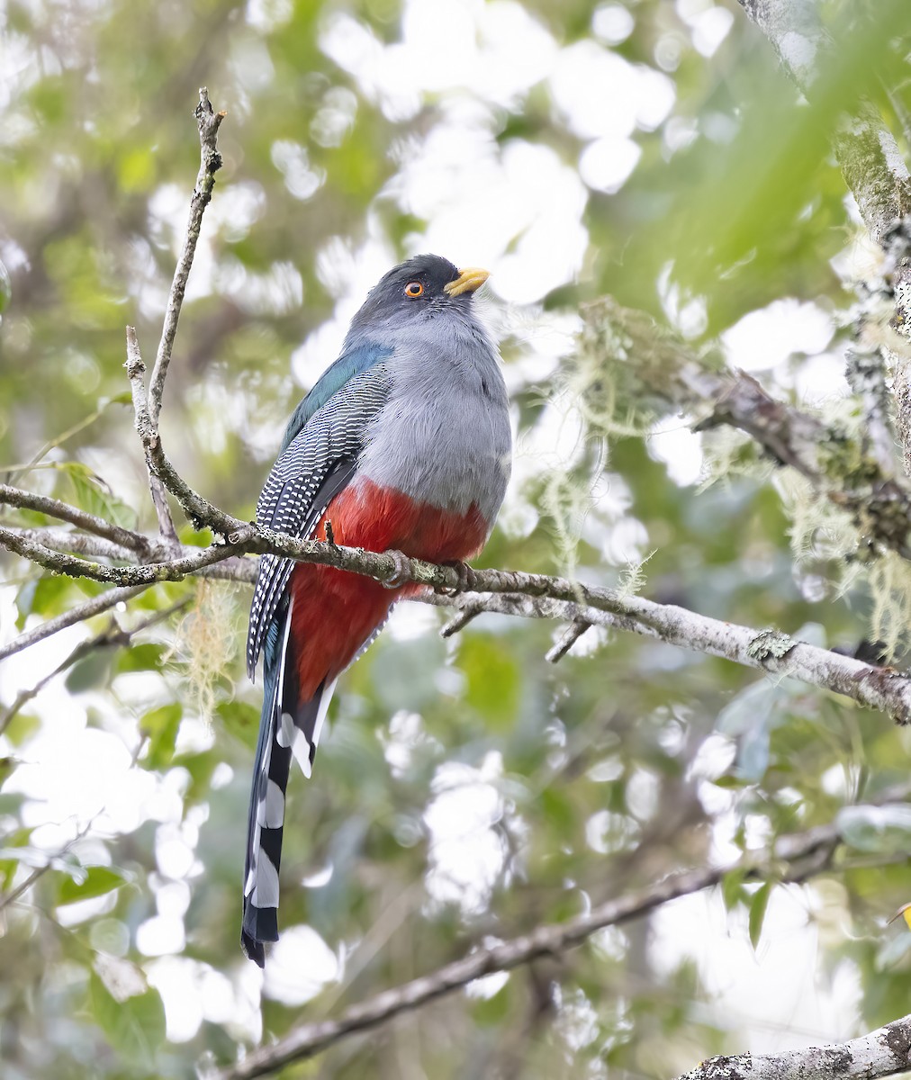 Hispaniolan Trogon - ML626264718