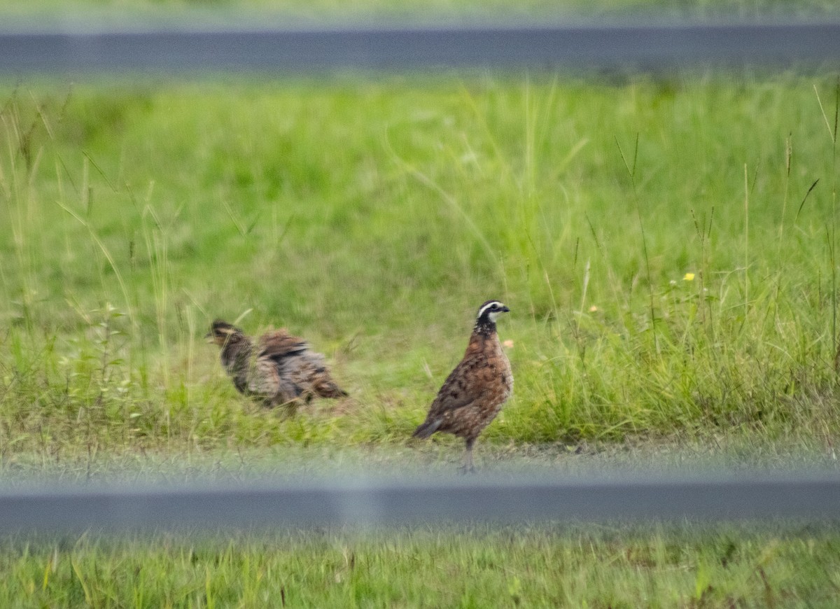 Northern Bobwhite - ML626265139