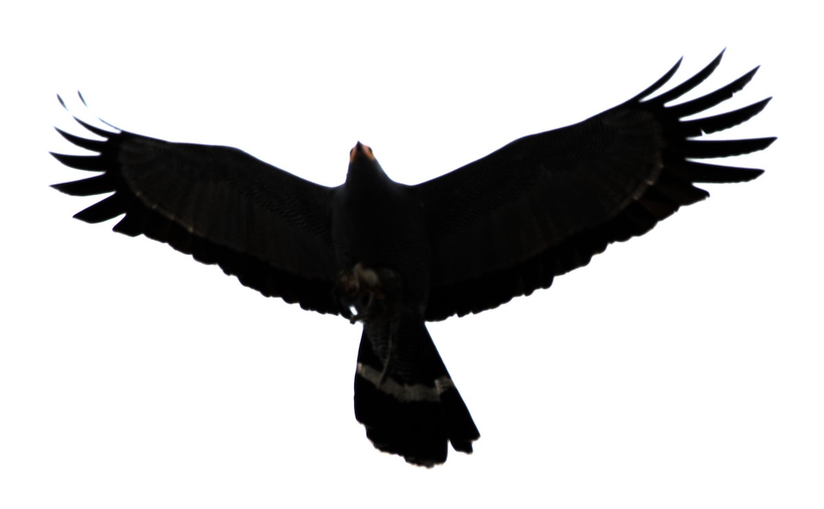 African Harrier-Hawk - ML626265150