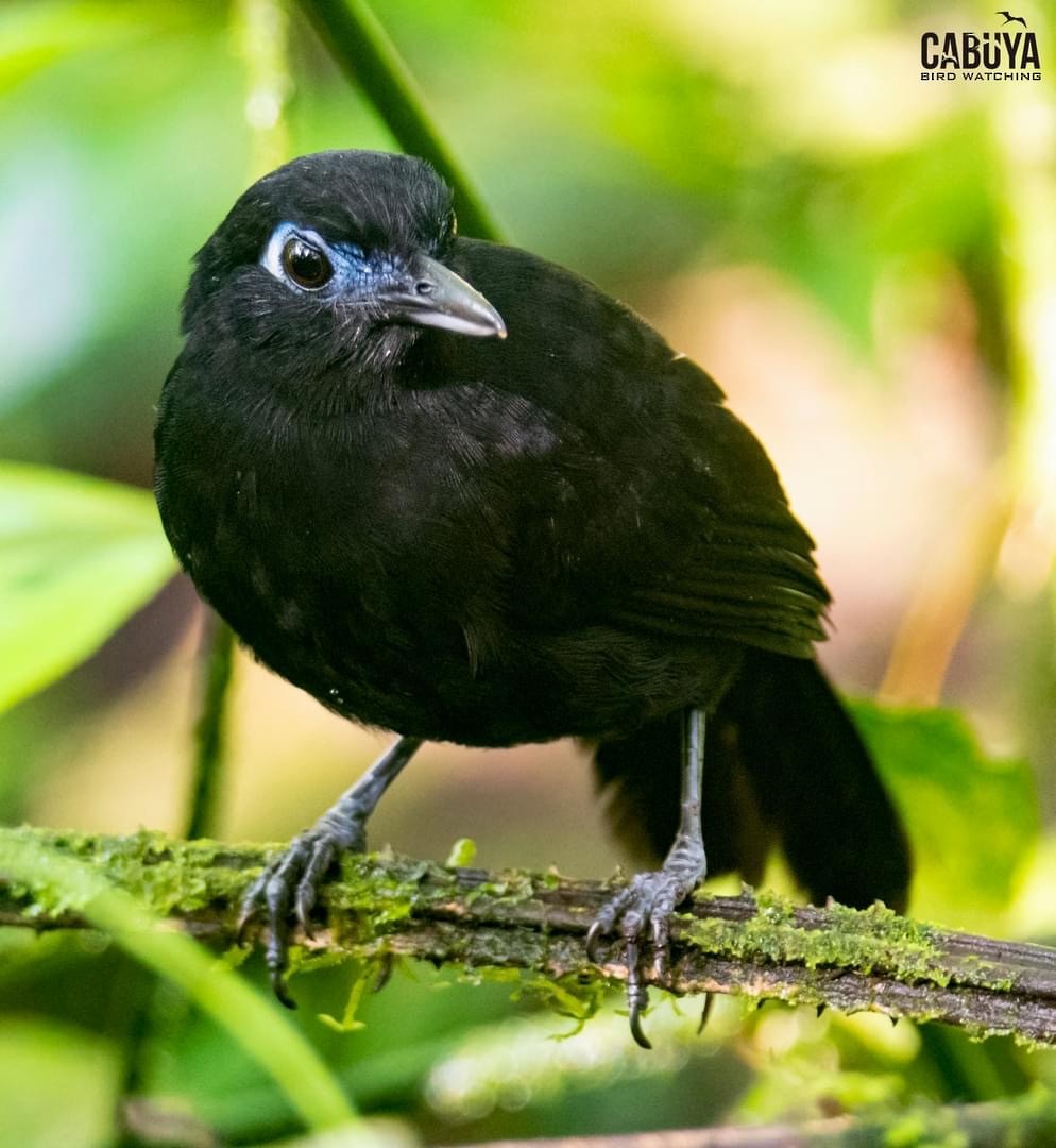 Panamáameisenvogel - ML626265208