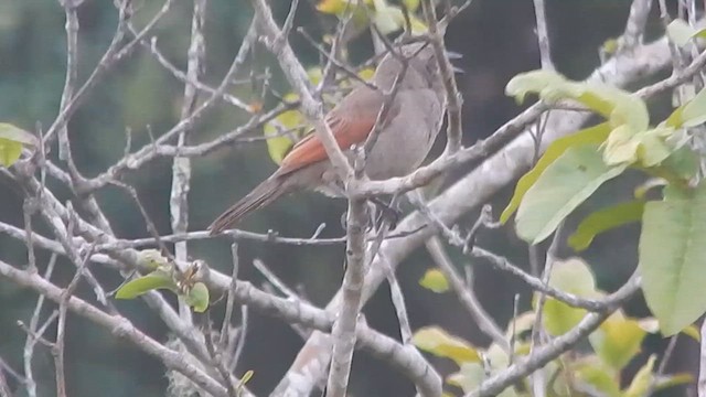 Grayish Baywing - ML626265229