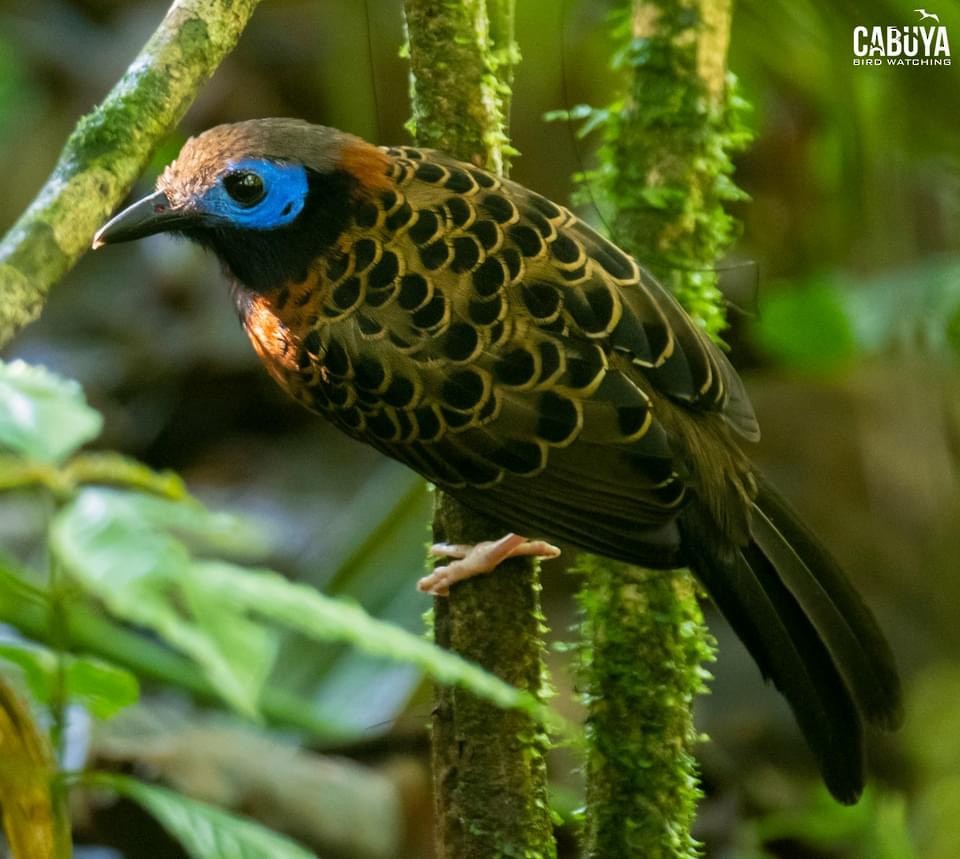 Ocellated Antbird - ML626265238