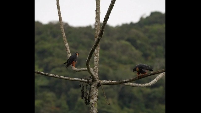 Bat Falcon - ML626265279