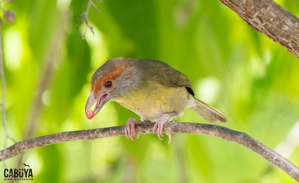 Rufous-browed Peppershrike - ML626265470