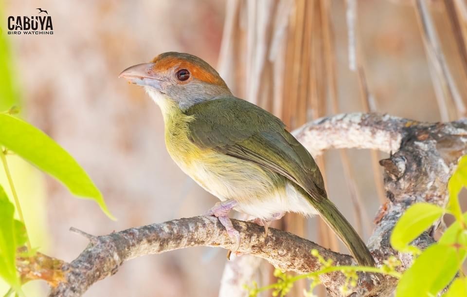 Rufous-browed Peppershrike - ML626265471