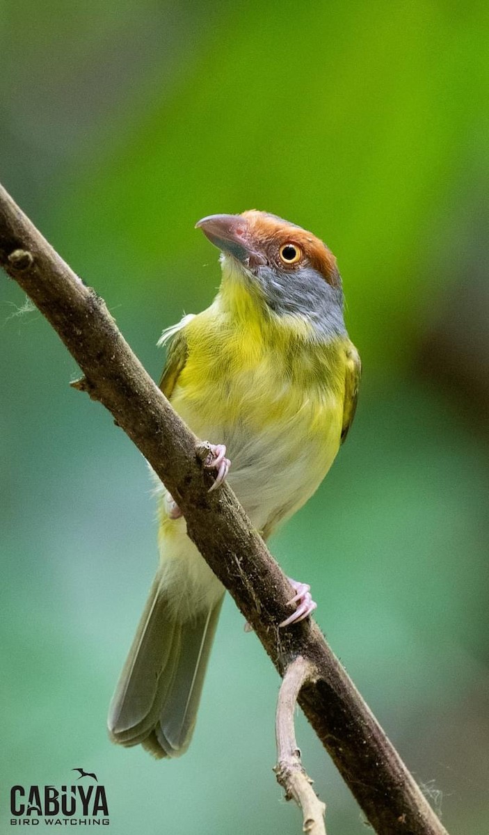 Rufous-browed Peppershrike - ML626265472