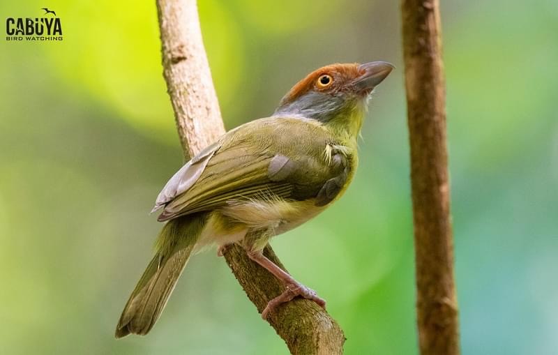 Rufous-browed Peppershrike - ML626265473