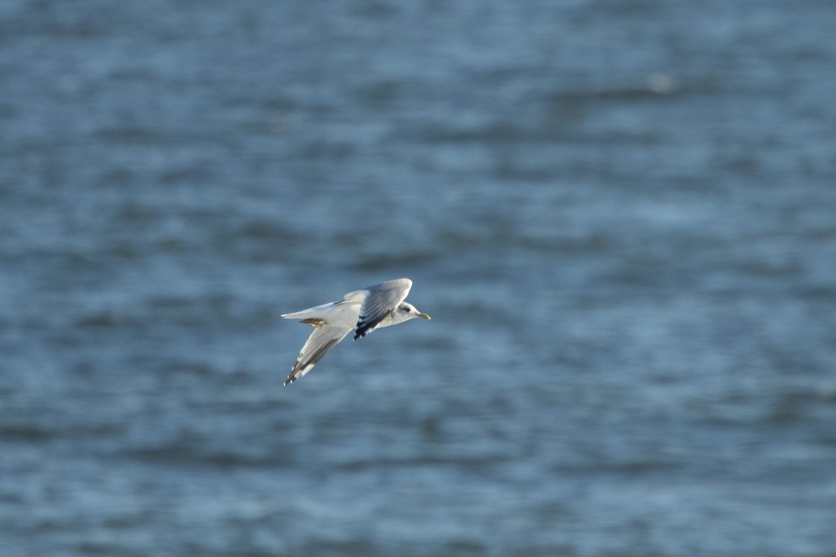 Common Gull (Kamchatka) - ML626265622