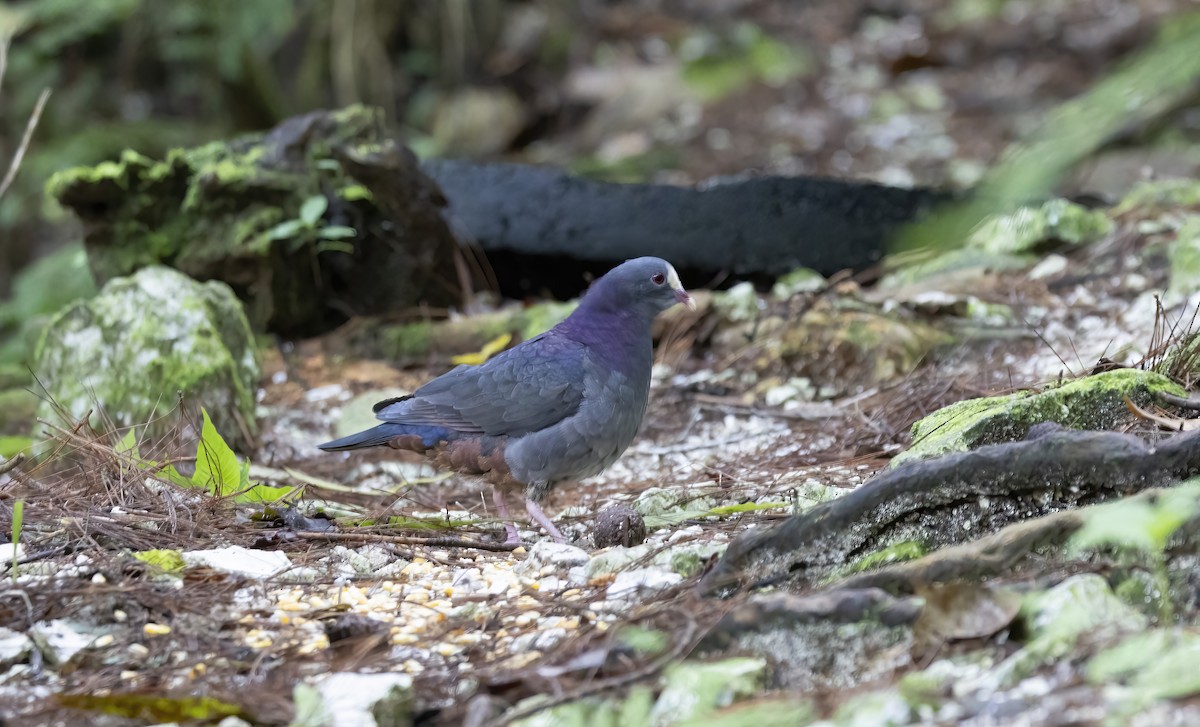 White-fronted Quail-Dove - ML626265639