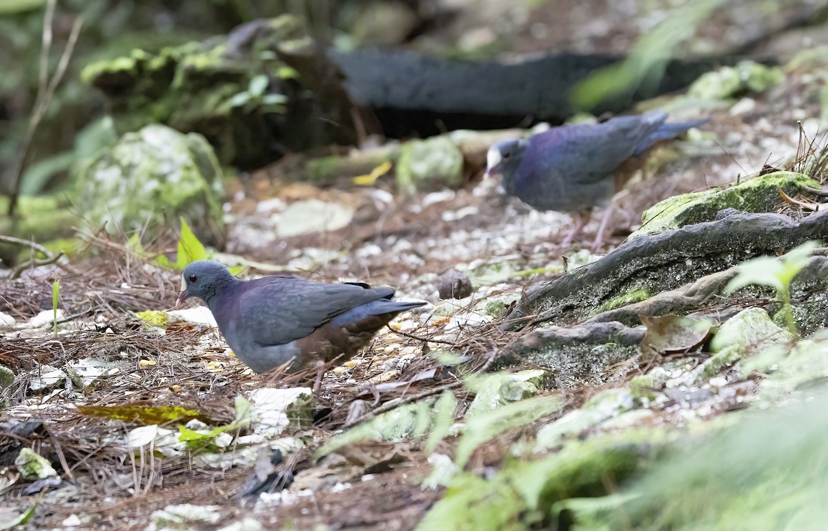 White-fronted Quail-Dove - ML626265647