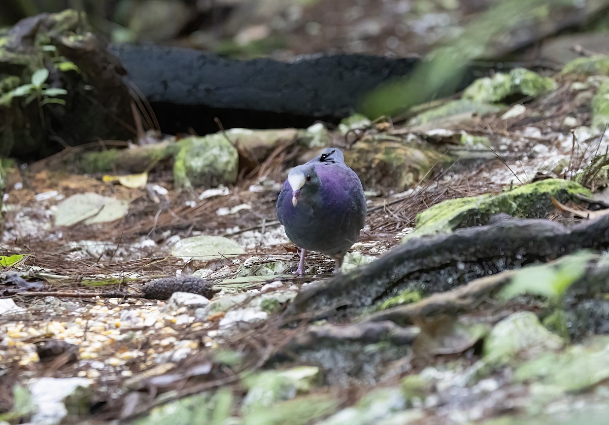 White-fronted Quail-Dove - ML626265653