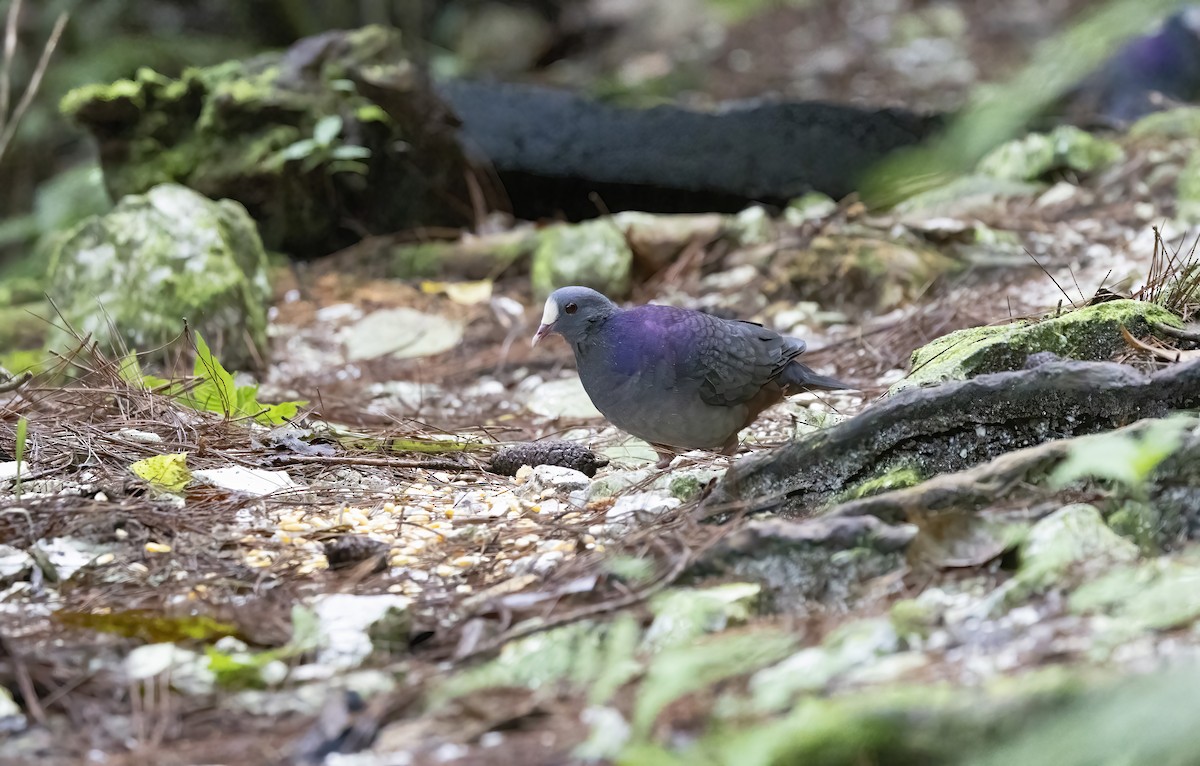 White-fronted Quail-Dove - ML626265662