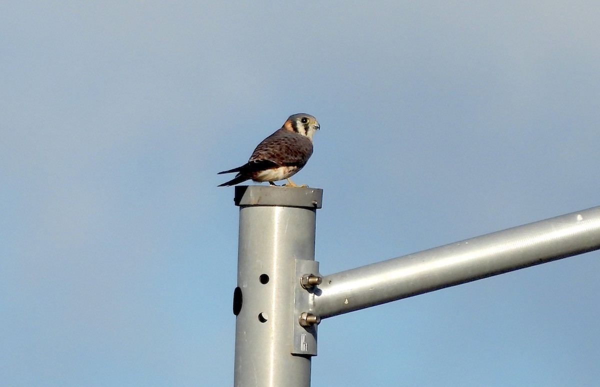 American Kestrel - ML626266063
