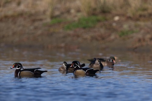 Wood Duck - ML626266218