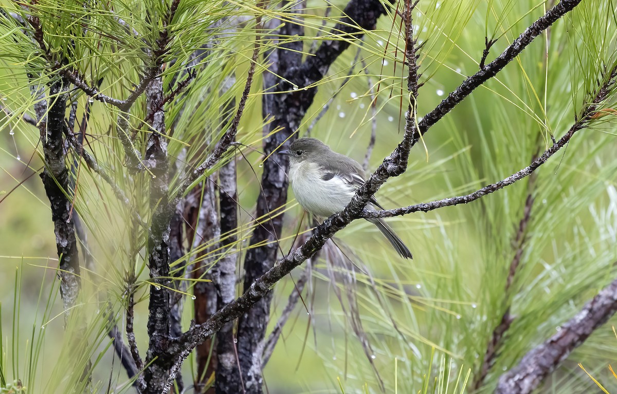 Greater Antillean Elaenia - ML626266437