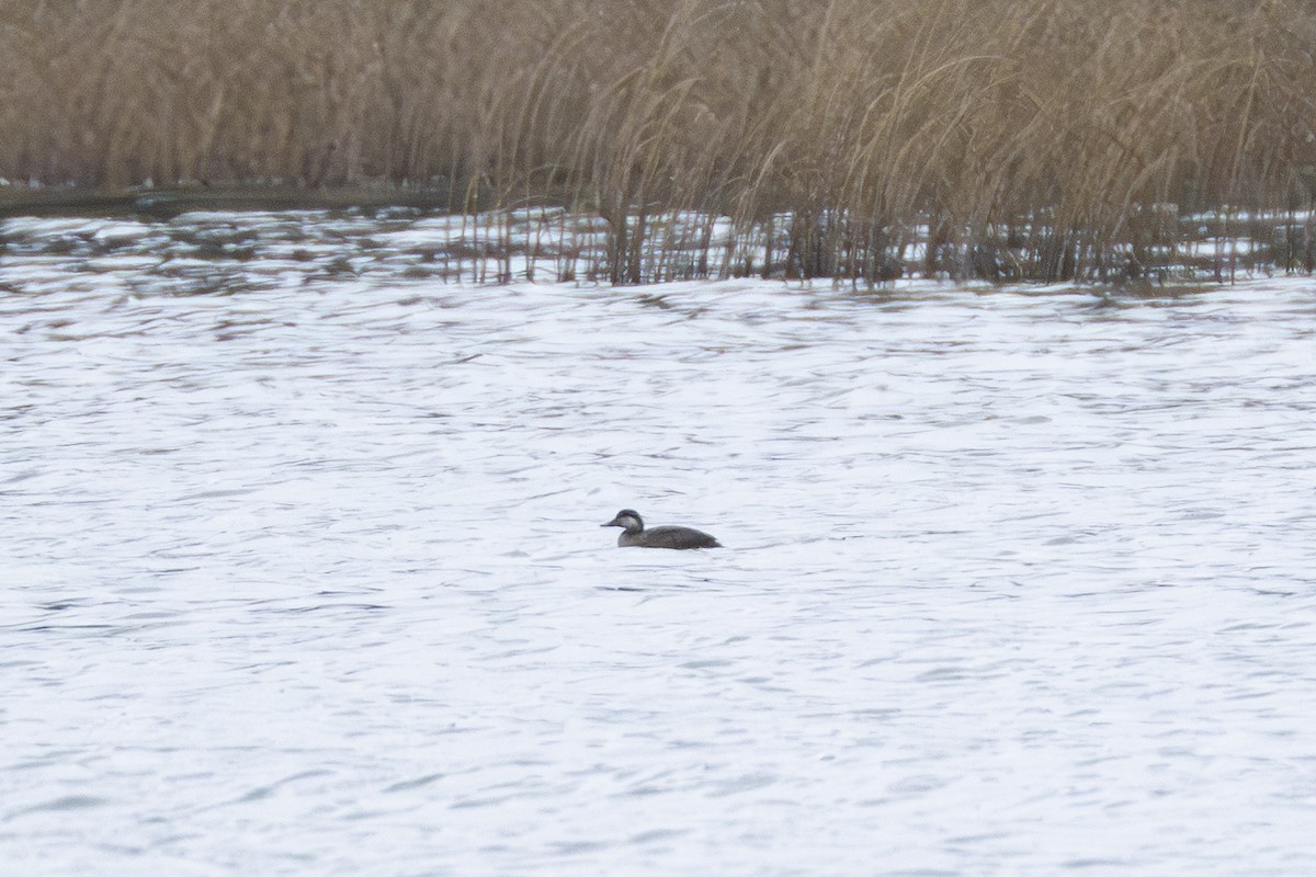 Black Scoter - ML626266462
