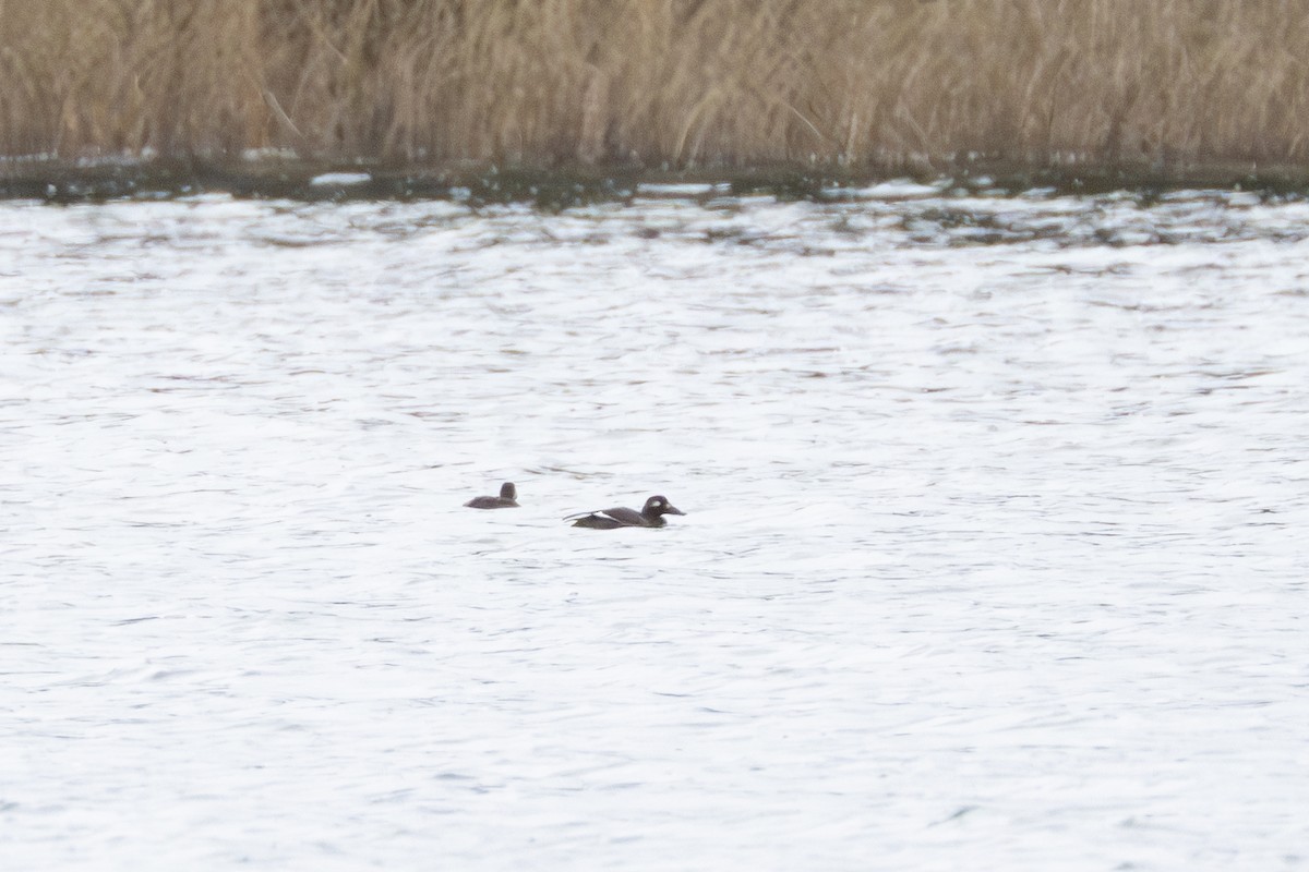 White-winged Scoter - ML626266471