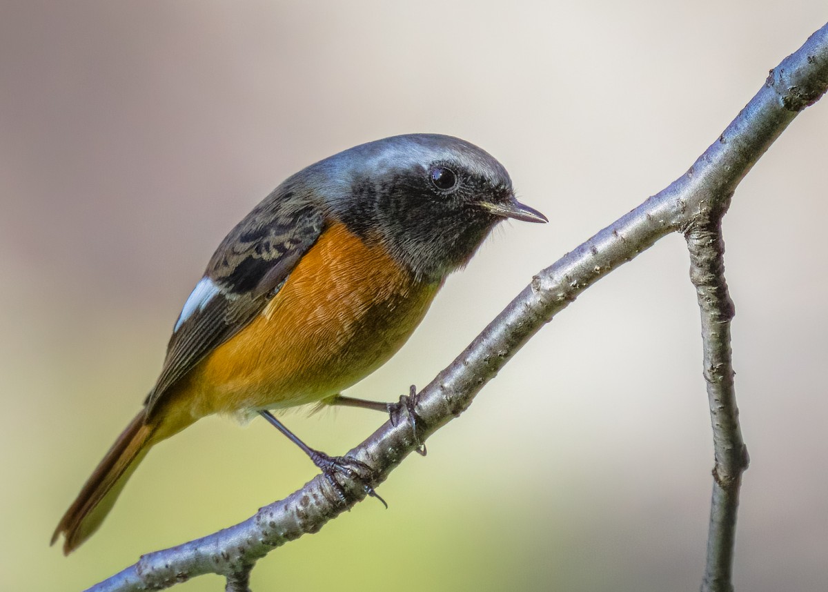 Daurian Redstart - ML626266490