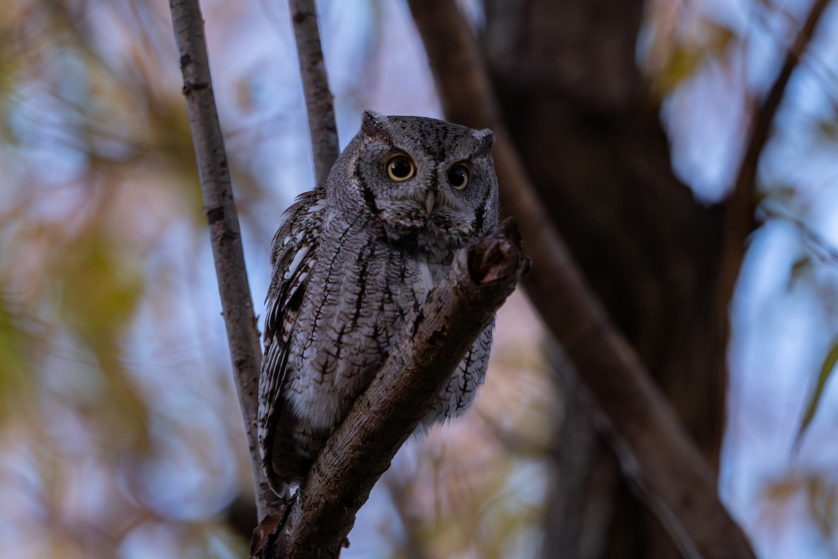 Eastern Screech-Owl - ML626266556