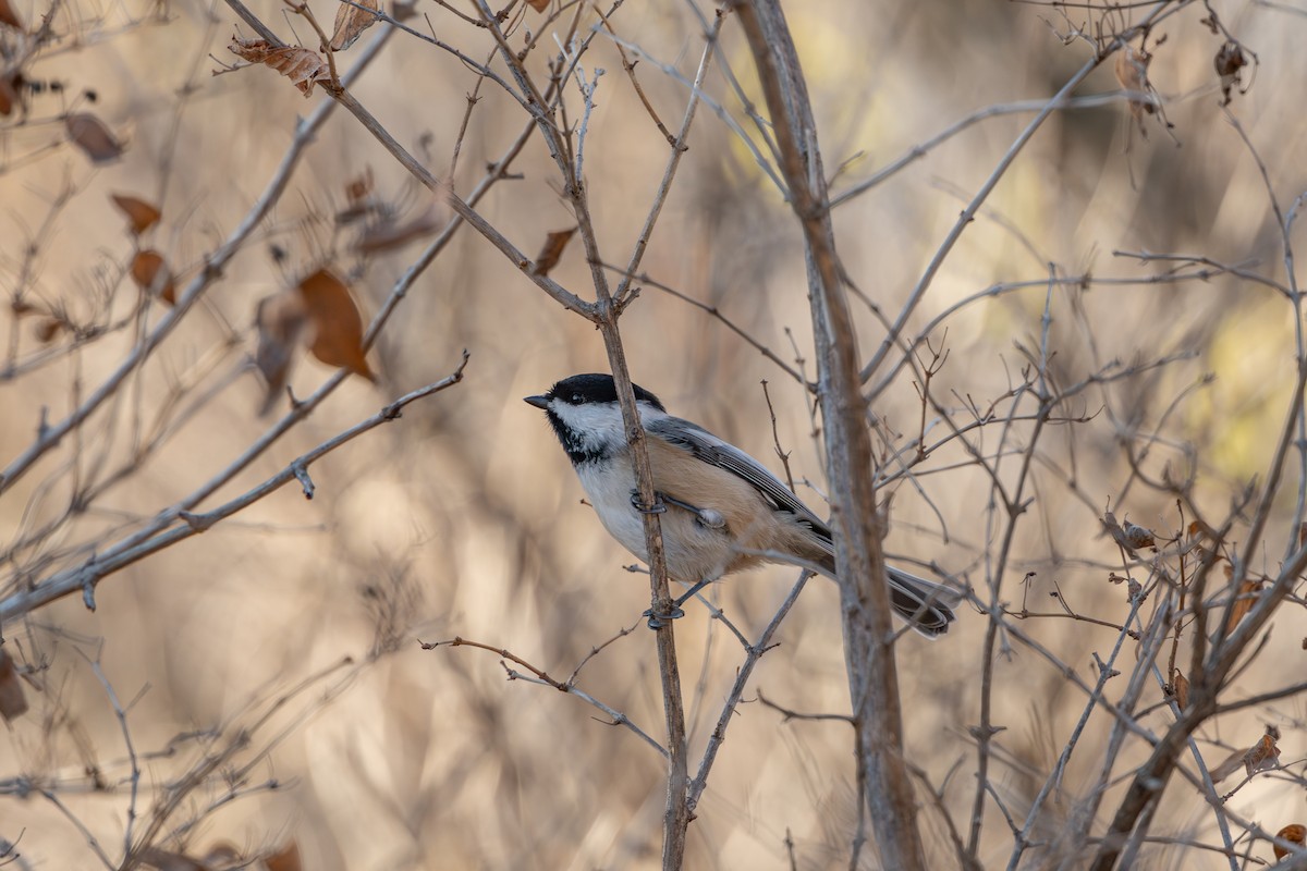 Black-capped Chickadee - ML626266565