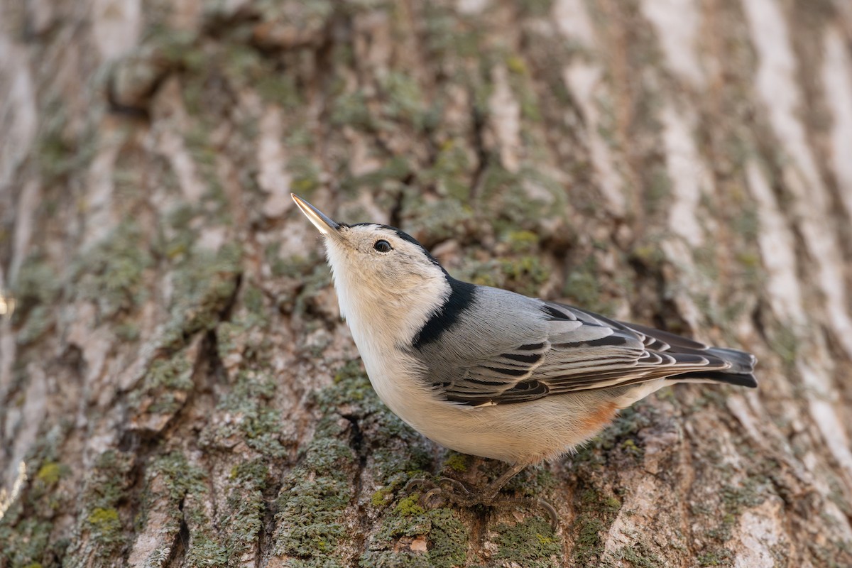 White-breasted Nuthatch - ML626266569