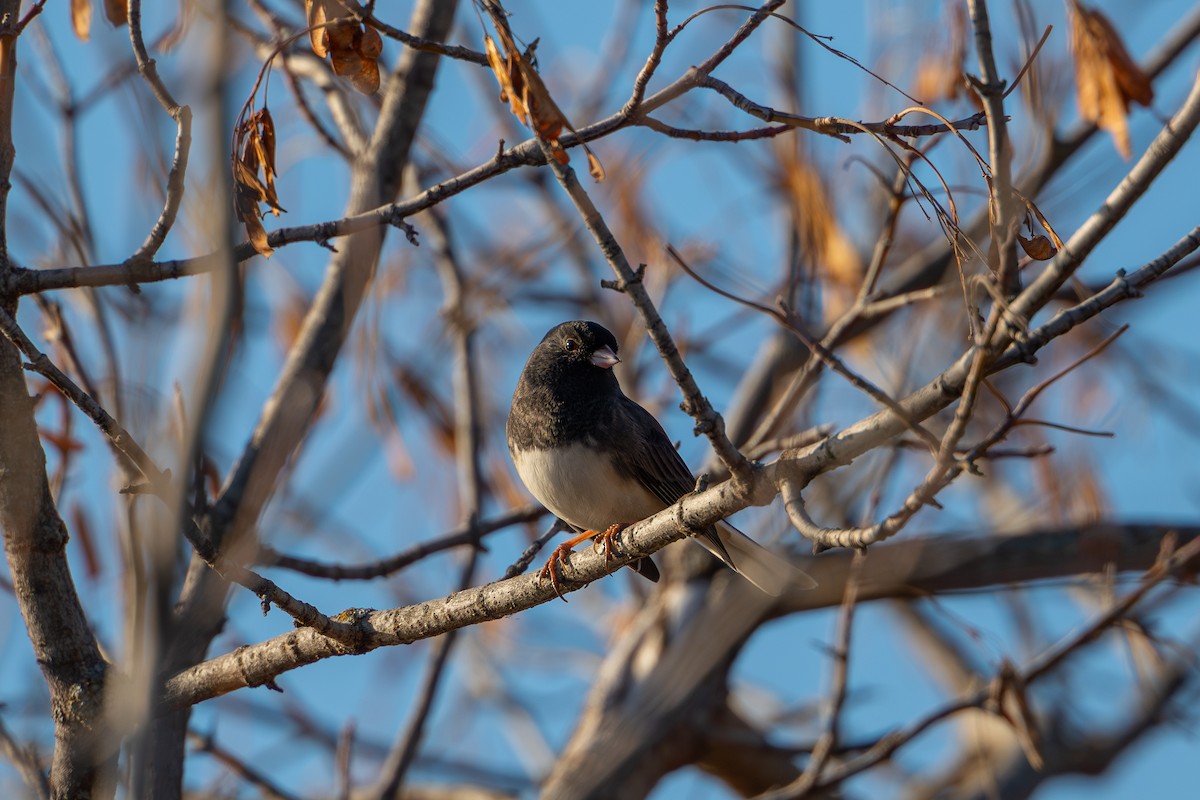 Dark-eyed Junco - ML626266572