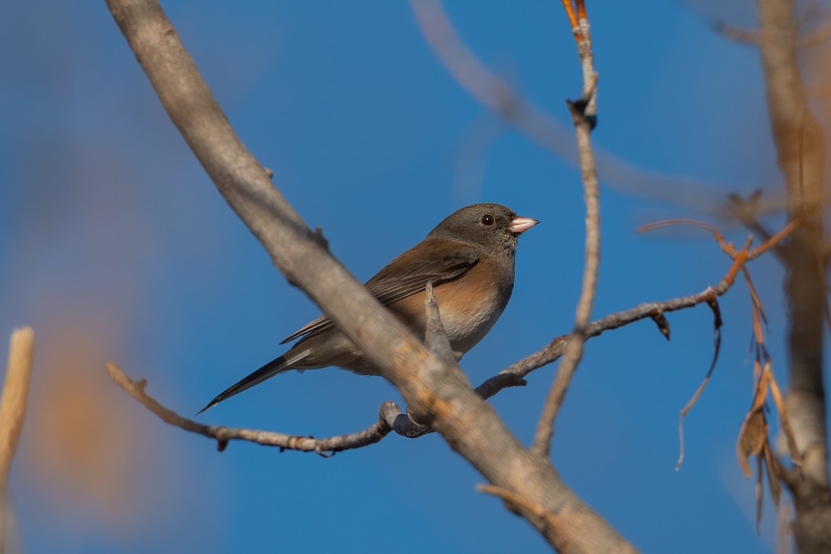 Dark-eyed Junco (Oregon) - ML626266573