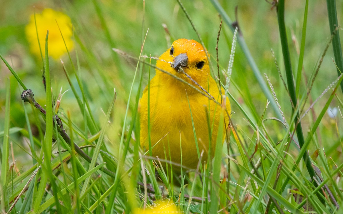 Saffron Finch - ML626266582