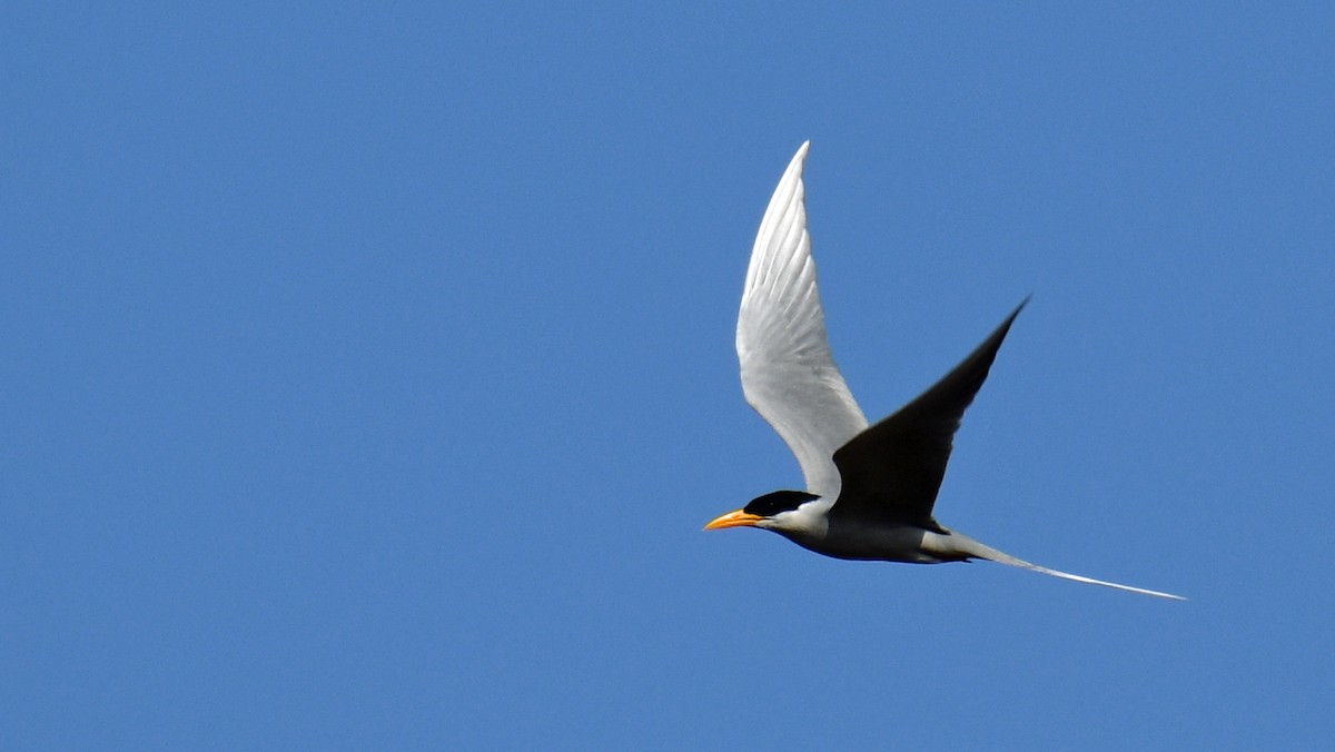 River Tern - ML626266682