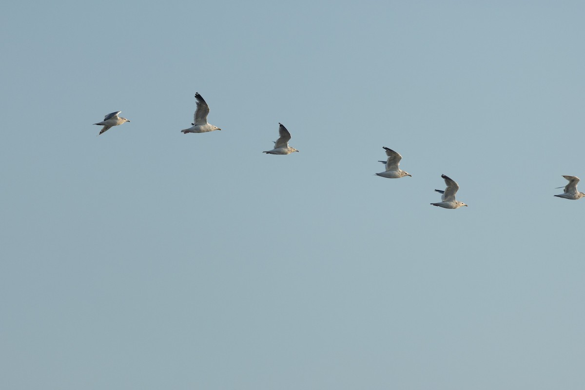 Common Gull (Kamchatka) - ML626266696