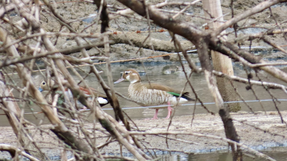 Ringed Teal - ML626266898