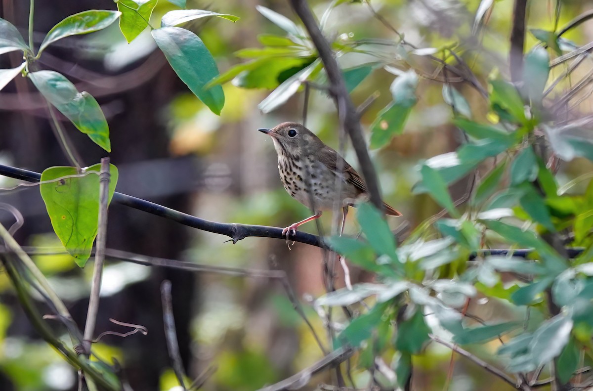 Hermit Thrush - ML626266899