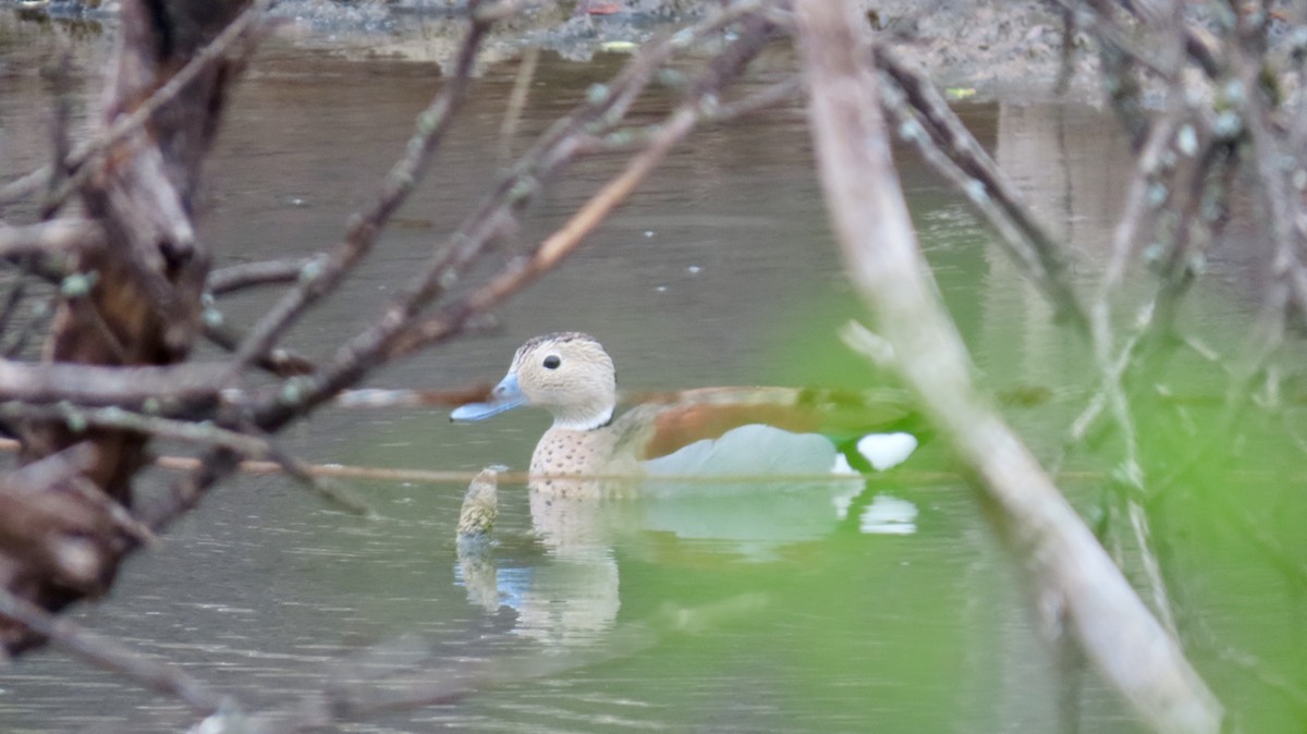 Ringed Teal - ML626266905
